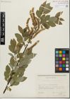 Foto von Salix glabra Scop. x Salix nigricans Sm.